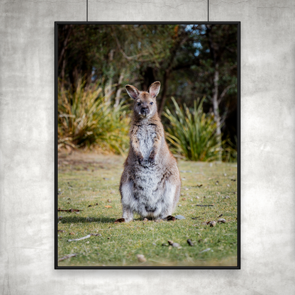 The spotted kangaroo.